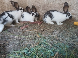 Iepurasi de 3 luni