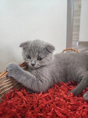  Motănei Scottish fold  - imagine 2