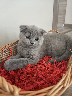 Motănei Scottish fold  - imagine 4