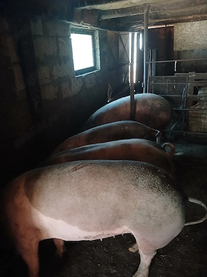 porci de vanzare  - imagine 1