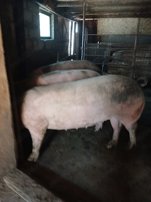 porci de vanzare 