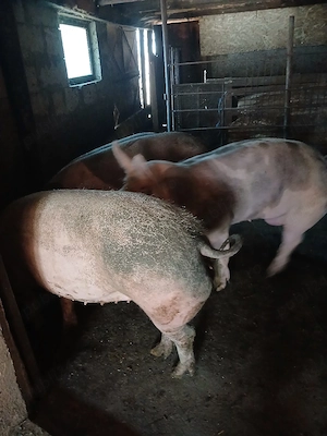 porci de vanzare  - imagine 2