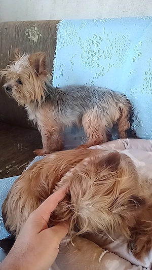 Puiuții Yorkshire terrier  - imagine 4