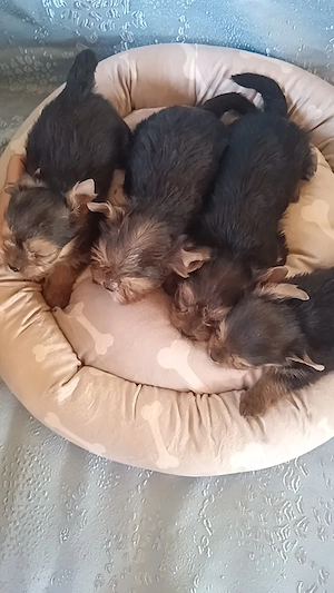 Puiuții Yorkshire terrier  - imagine 5
