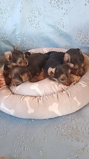 Puiuții Yorkshire terrier  - imagine 3