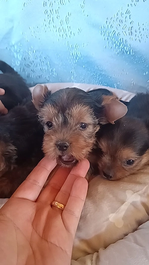 Puiuții Yorkshire terrier  - imagine 2