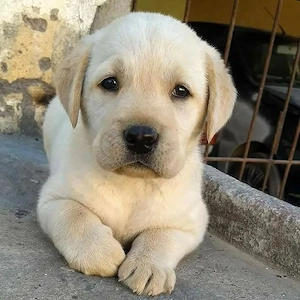 Labrador Retriever 