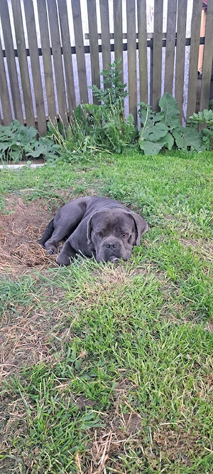 Catelusi Cane corso,au 10 saptamanitoata schema de vaccinare,carnet de Sanatate