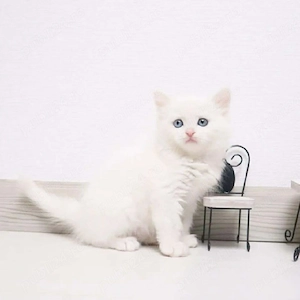 British Shorthair frumosi - imagine 2