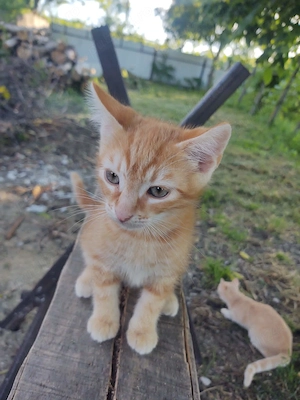 MOTANASH - pentru Adoptzie in apt., mun. IASI - imagine 2