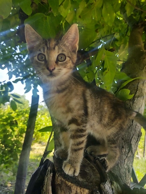 MOTANASH - pentru Adoptzie in apt., mun. IASI - imagine 4