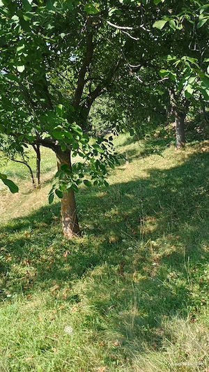 pământ de vânzare  450 euro aria - imagine 2