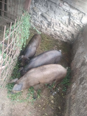 Porci duroc 