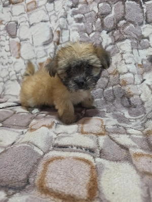 bichon talie mica