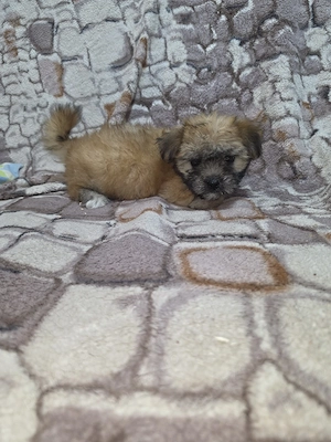 bichon talie mica - imagine 3