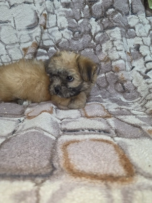 bichon talie mica - imagine 2