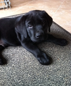 Labrador fetita si baetel 