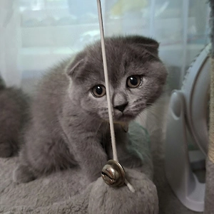 Vand pui Scottish fold - imagine 2