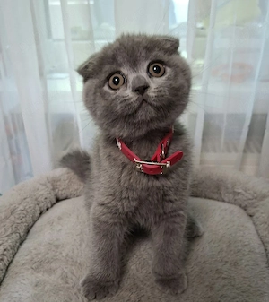 Vand pui Scottish fold - imagine 5