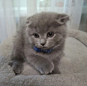 Vand pui Scottish fold - imagine 3