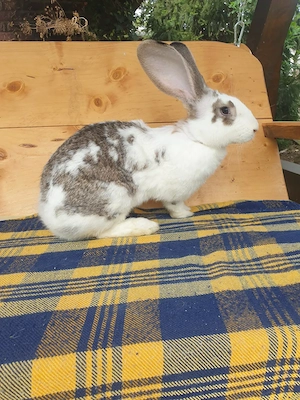 Vand iepuri mare,femela si mascul