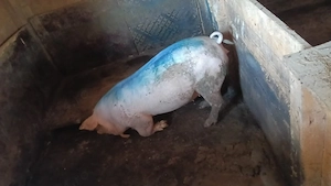  Vând purcea rasa Landrace, 70-80 kg   ideală prăsilă sau carne  - imagine 3
