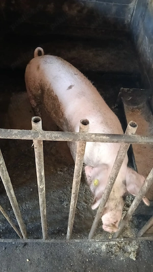  Vând purcea rasa Landrace, 70-80 kg   ideală prăsilă sau carne  - imagine 2