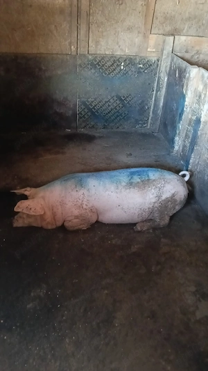  Vând purcea rasa Landrace, 70-80 kg   ideală prăsilă sau carne  - imagine 4
