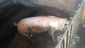  Vând purcea rasa Landrace, 70-80 kg   ideală prăsilă sau carne 