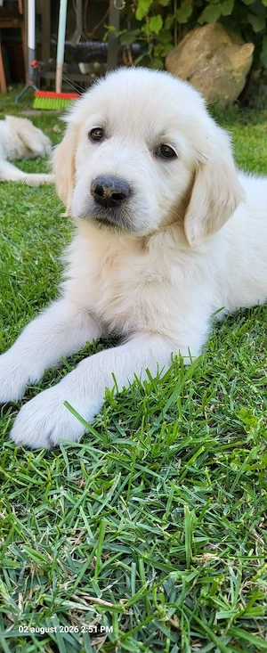 Golden Retriever, rasă pură 