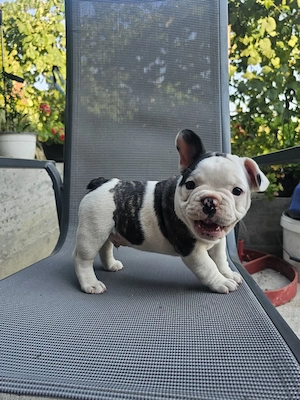 Bulldog francez băiat 