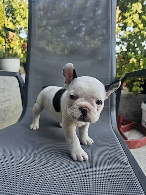 Bulldog francez băiat 
