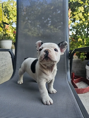 Bulldog francez băiat 