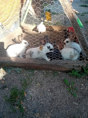Iepuri Californian și Fluture German   Făget   70 lei - imagine 3