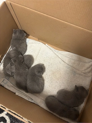 Pui British Shorthair   disponibili pentru rezervare