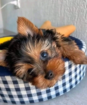 Yorkshire Terrier 