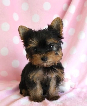 Yorkshire Terrier 