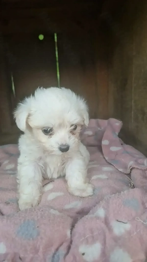 Bichon-pincher  - imagine 2