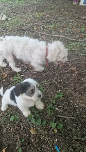 Bichon-pincher  - imagine 3