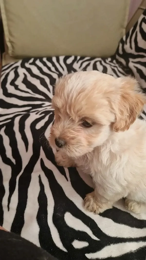 Bichon-pincher  - imagine 4