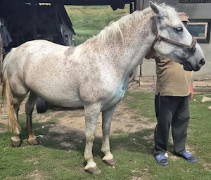  De vânzare   Iapă, 7 ani - imagine 2