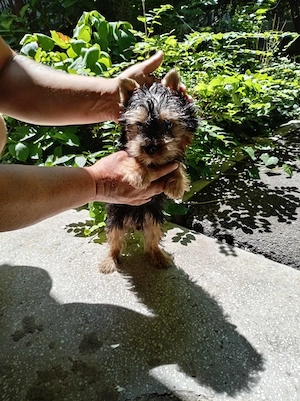 Yorkshire terrier baiatel , doua vaccinuri!