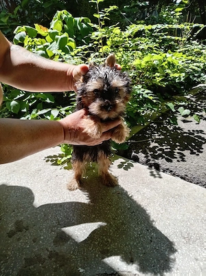 Yorkshire terrier baiatel , doua vaccinuri! - imagine 2