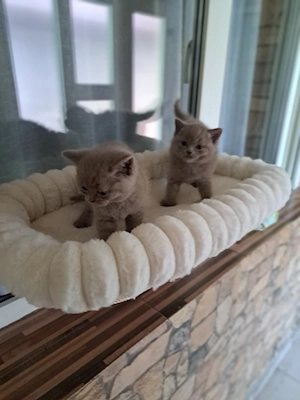 British shorthair lilac  - imagine 4