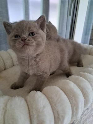 British shorthair lilac  - imagine 5