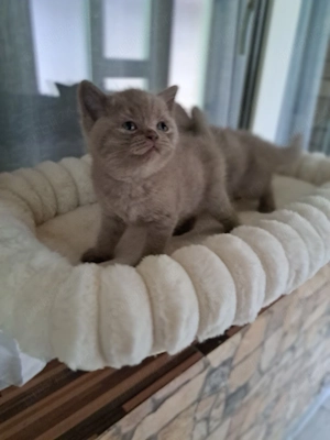 British shorthair lilac  - imagine 3
