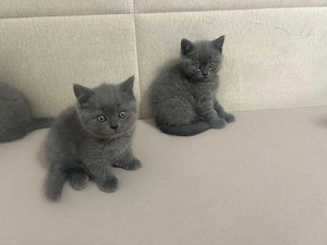 pui british shorthair - imagine 3