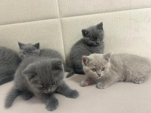 pui british shorthair - imagine 2