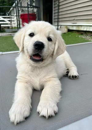 Labrador Golden retriever  - imagine 3
