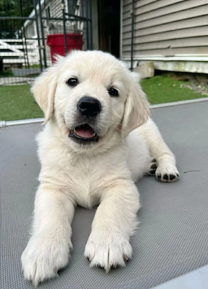 Labrador Golden retriever  - imagine 2